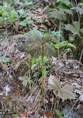 Rodgersia podophylla