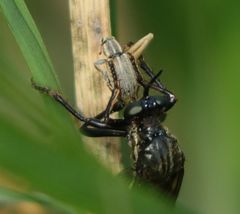 Dioctria atricapilla