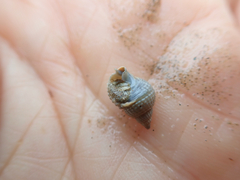 Nassarius perpinguis