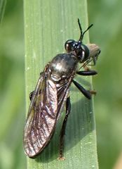 Dioctria atricapilla