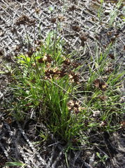 Juncus falcatus