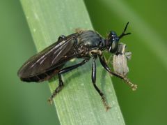 Dioctria atricapilla