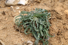 Takhtajaniantha crispa