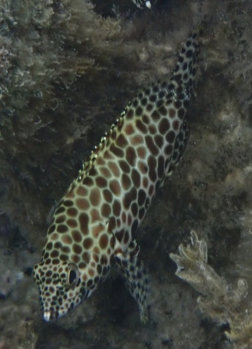 Epinephelus merra observed 2026-10-22