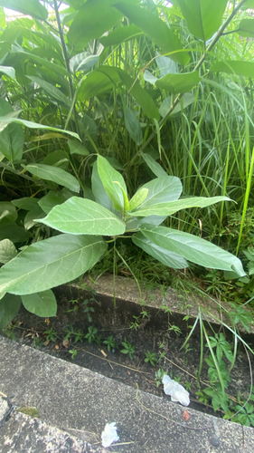 Ficus hispida observed 2026-10-22