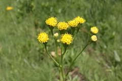 Senecio othonniflorus