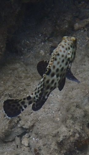 Epinephelus howlandi observed 2026-10-22