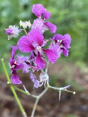 Streptanthus squamiformis