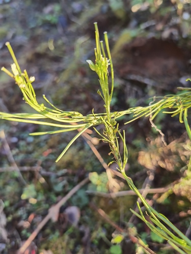 Turritis glabra observed 2026-10-20