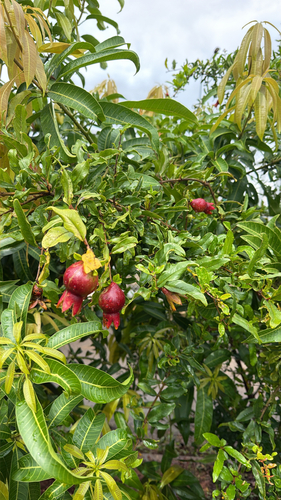 Punica granatum observed 2026-10-22