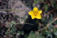 Linum pallasianum