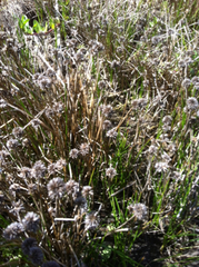 Juncus phaeocephalus