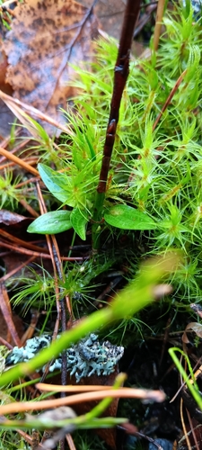 Goodyera repens, 2026-10-22