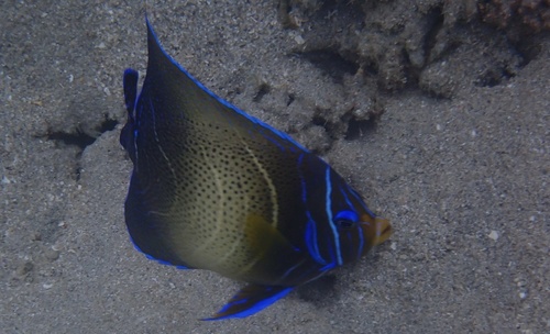 Pomacanthus semicirculatus observed 2026-10-22