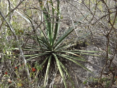 Agave aktites