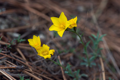 Linum pallasianum