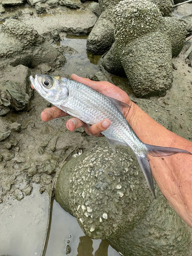 Megalops cyprinoides observed 2026-10-22
