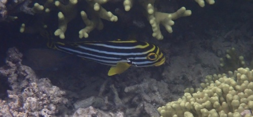 Plectorhinchus vittatus observed 2026-10-22
