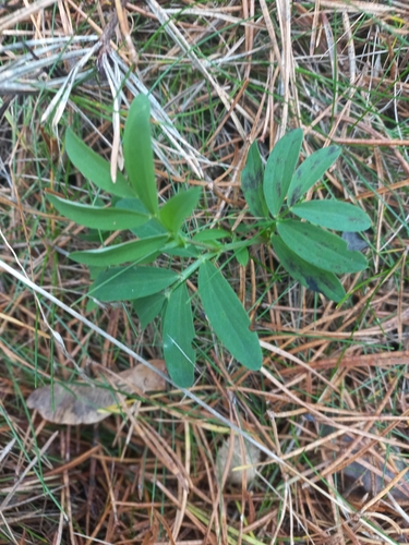 Lathyrus linifolius observed 2026-10-22