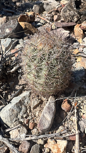Warnock's Cactus