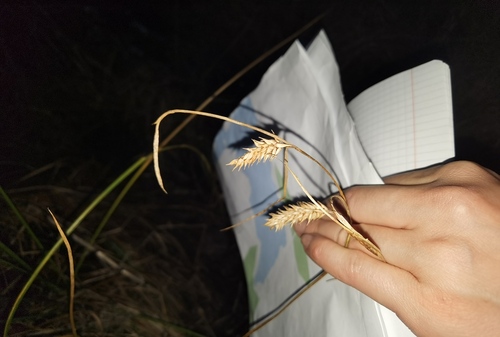 Carex vesicaria observed 2026-10-20