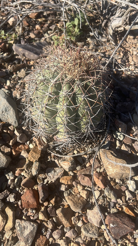 Echinocactus horizonthalonius, 2026-10-21