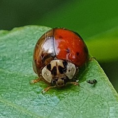 Harmonia axyridis