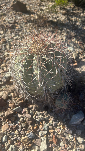 Echinocactus horizonthalonius, 2026-10-21