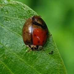 Harmonia axyridis