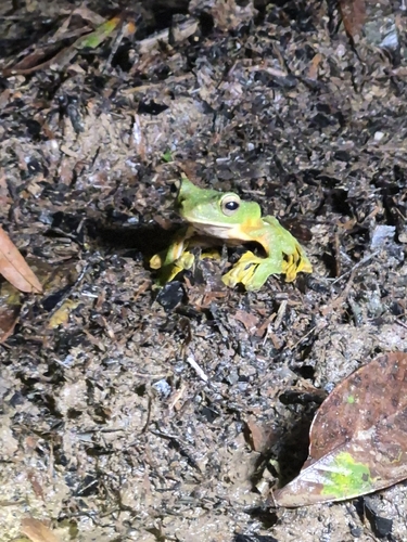 Rhacophorus nigropalmatus observed 2026-09-12