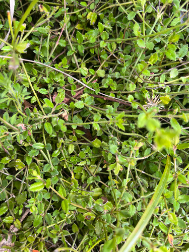 Gonocarpus incanus, 2026-10-22