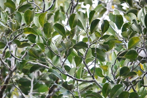 Gastrolepis observed 2026-10-09