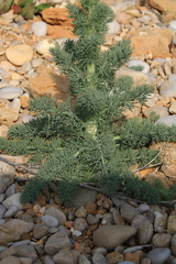Seseli dichotomum