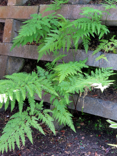 Pteris tremula observed 2026-10-22