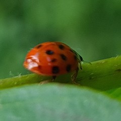 Harmonia axyridis