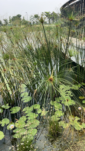 Cyperus papyrus observed 2026-10-22