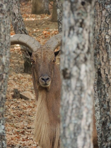 Aoudad