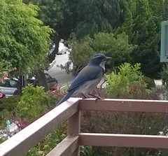 Aphelocoma californica