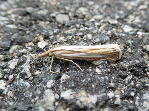 Eastern Grass-veneer photo 4
