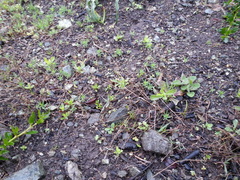 Hesperolinon congestum