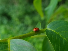 Harmonia axyridis