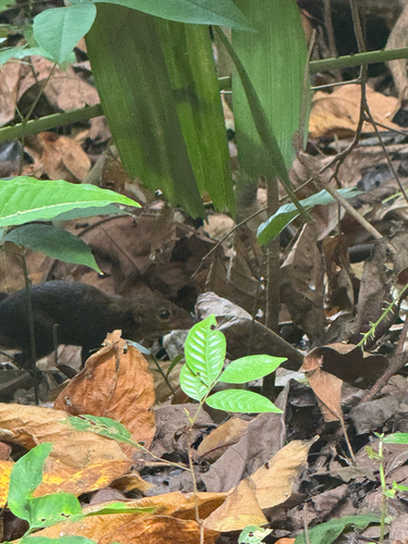 Tupaia glis observed 2026-10-22