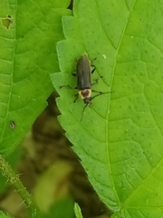 Atalantycha dentigera