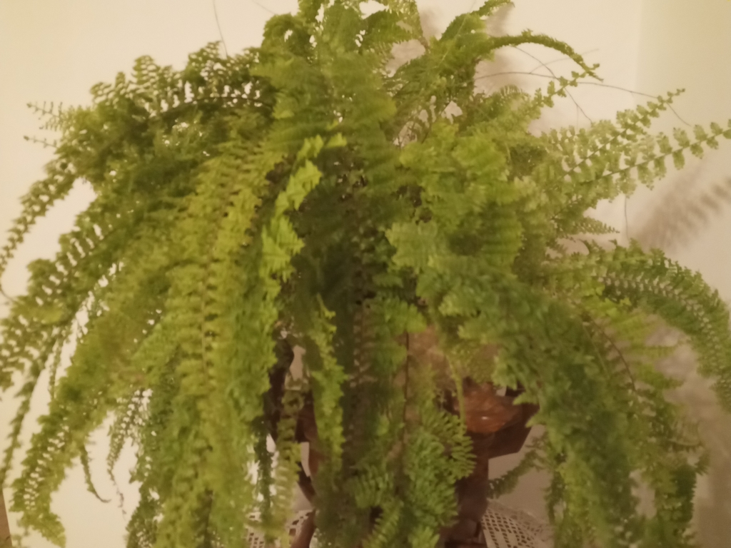 Boston Fern