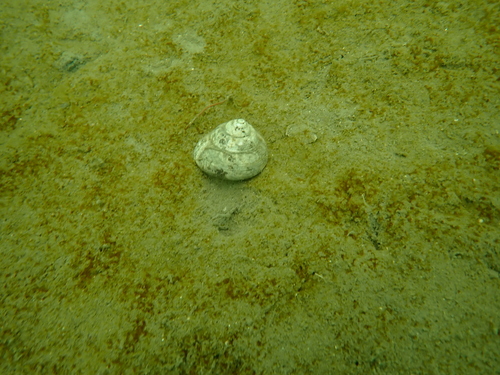 Gibbula magus observed 2026-10-08