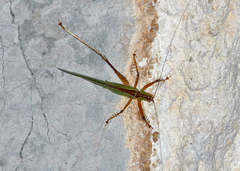 Hexacentrus