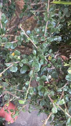 Ehretia microphylla observed 2026-10-22