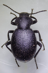 Eleodes cordata