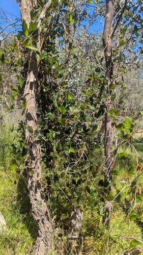 Kennedia rubicunda observed 2026-10-19