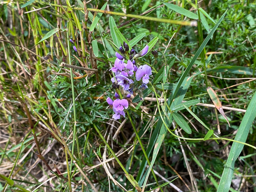 Glycine clandestina observed 2026-10-17